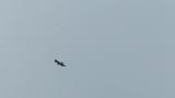 Soaring Golden Eagle.  Posture of landing near the end.