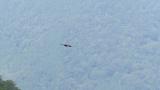 Soaring Golden Eagle and landing on perch