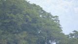 Two Golden Eagles on the perch
