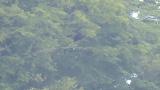 Two Golden Eagles on the perch, preening
