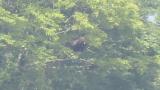 Two Golden Eagles on the perch, preening