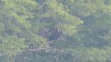 Two Golden Eagles on the perch.  One bird took flight.