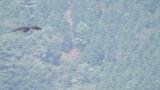 Soaring Golden Eagle
