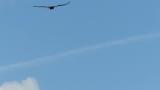 Soaring Golden Eagle