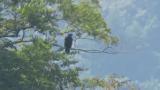 Perched Golden Eagle took flight
