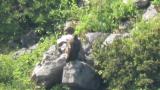 Golden Eagle on the rock.  Looking around.