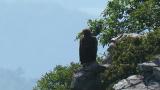 Golden Eagle on the rock.