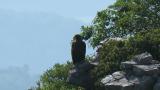 Golden Eagle on the rock.