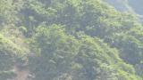 Soaring Golden Eagle