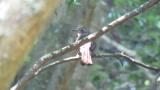 Defecating Brown-eared Bulbul