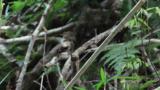 Foraging Asian Stubtail