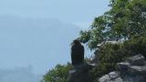 Golden Eagle on the rock.  Defecated and took flight.