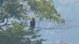 Perched Golden Eagle took flight