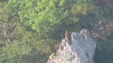 Golden Eagle on the rock.