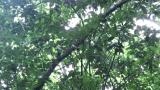 Male juvenile Blue-and-white Flycatcher preening and took flight