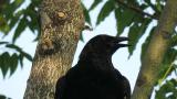 Carrion Crow, hot!