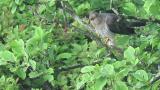 Perched Common Cuckoo