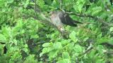 Perched Common Cuckoo