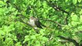 Perched Common Cuckoo