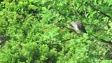 Common Cuckoo, preening