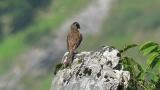 Preening Meadow Bunting