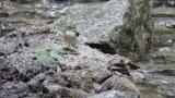 Juvenile Grey Wagtail