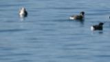 Ancient Murrelets, preening