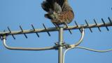 Oriental Turtle Dove, preening
