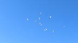 Great Egrets in flight