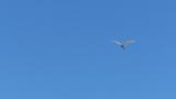 Great Egret in flight
