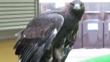 Portrait of Golden Eagle at Ishikawa Zoo