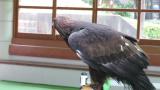 Portrait of Golden Eagle at Ishikawa Zoo