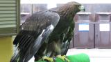 Portrait of Golden Eagle at Ishikawa Zoo