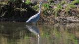 Grey Heron, walking and defecation