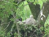 Northern Goshawk feeding nestlings