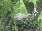 Northern Goshawk feeding nestlings