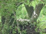 Northern Goshawk carried food and fed nestlings