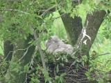 Northern Goshawk feeding nestlings