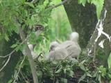 Northern Goshawk feeding nestlings