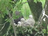 Northern Goshawk feeding nestlings