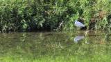 Common Sandpipers chasing after each other