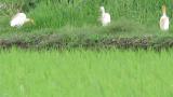 Foraging Eastern Cattle Egrets