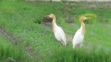 Eastern Cattle Egrets