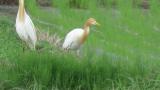 Eastern Cattle Egrets, walking