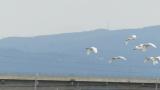 Eastern Cattle Egrets, flight and landing