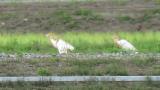 Eastern Cattle Egrets, walking and flight