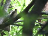 Fledgling of Blue-and-white Flycatcher, begging call
