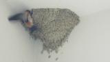 Red-rumped Swallow carrying away excrement from nest