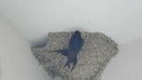 Red-rumped Swallows entering the nest in turn