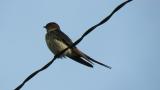 Red-rumped Swallow, preening